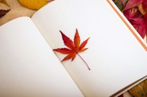 maple-leaf-638022