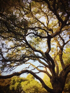 tree-690913
